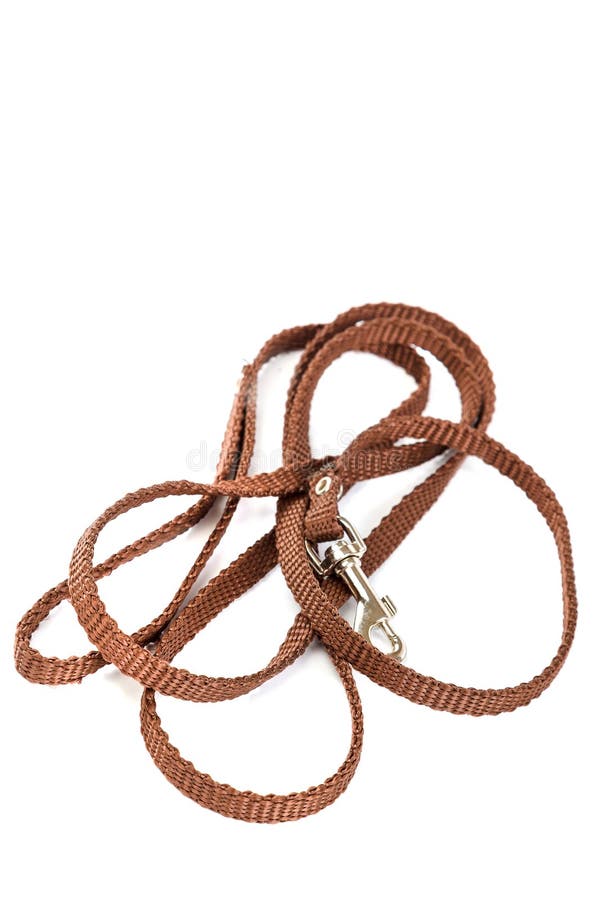 Doggy Leather Belt Collar Leash on White Background. Stock Photo