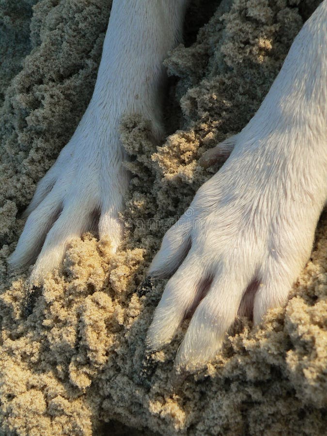Dog,s Paws On The Sand. Digging The Sand. Stock Photo Image of ginger
