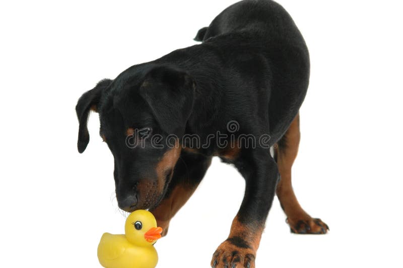 Doggy playing with duck