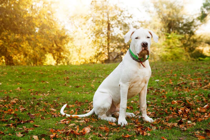 Dogo argententino sentado no prado no outono, perto das folhas vermelhas Fundo canino