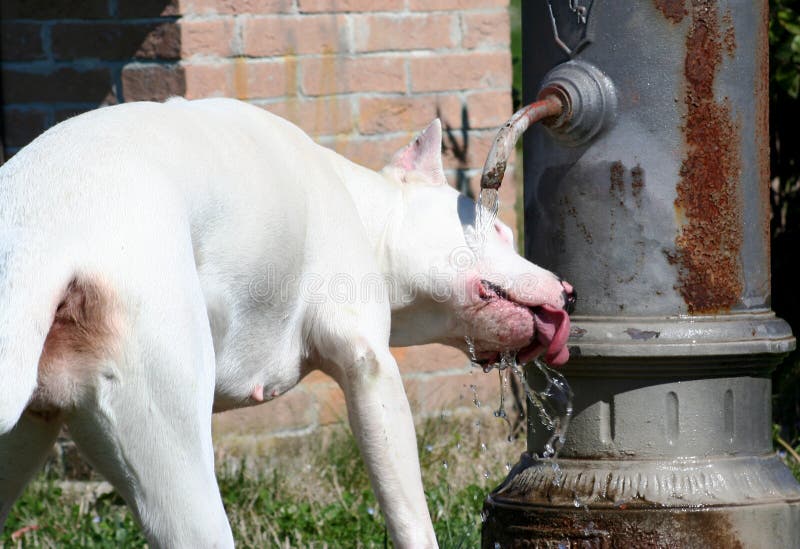 Dogo Argentino Dog Drinking / Standpipe