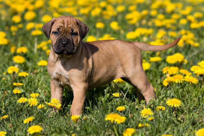 Dogo Canario puppy stock photography