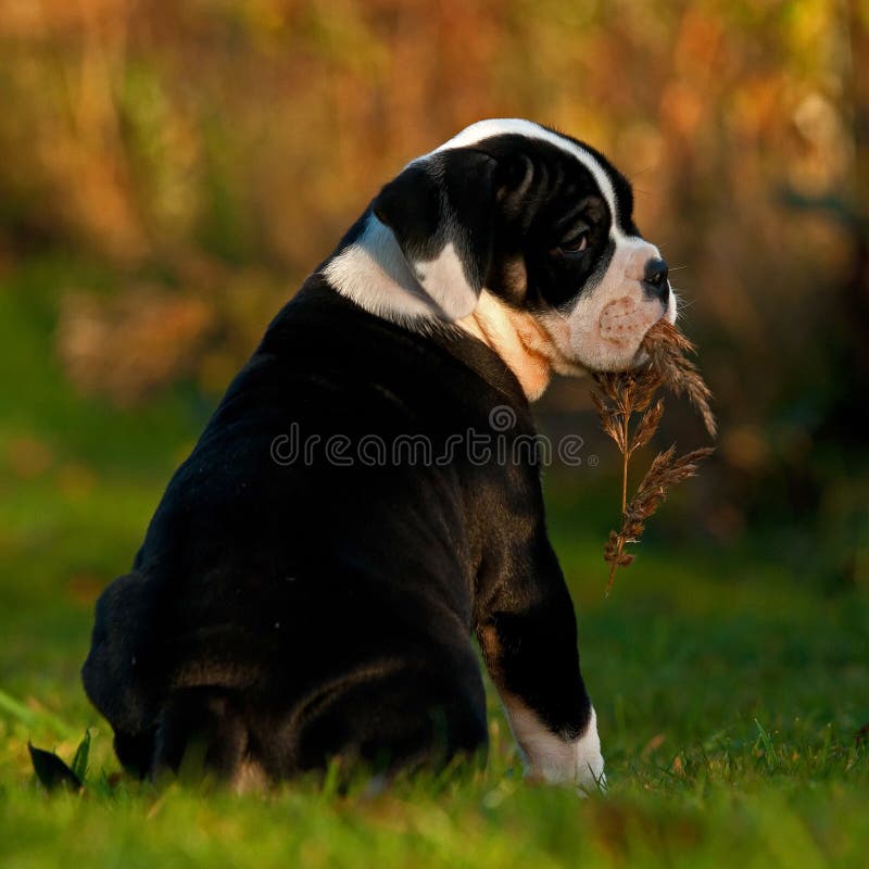 Dogo inglés viejo del perrito femenino viejo de diez semanas fotografía de archivo libre de regalías Dogo inglés viejo del perrito femenino viejo de diez semanas fotografía de archivo libre de regalías