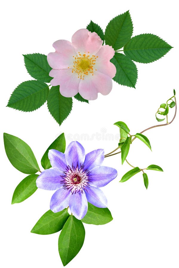 Dogrose de uma rosa de flores do clematis fotos de stock Dogrose de uma rosa de flores do clematis fotos de stock
