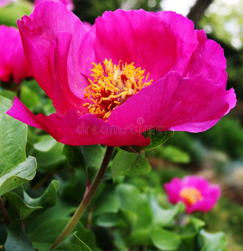 Dogrose flower