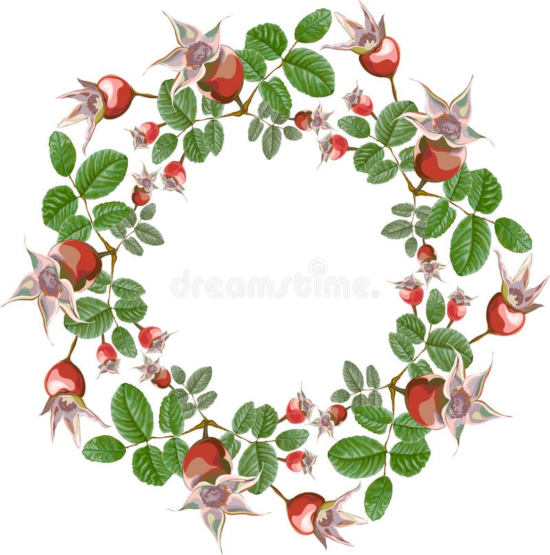 Dogrose round frame flowers garden royalty free illustration Dogrose round frame flowers garden royalty free illustration