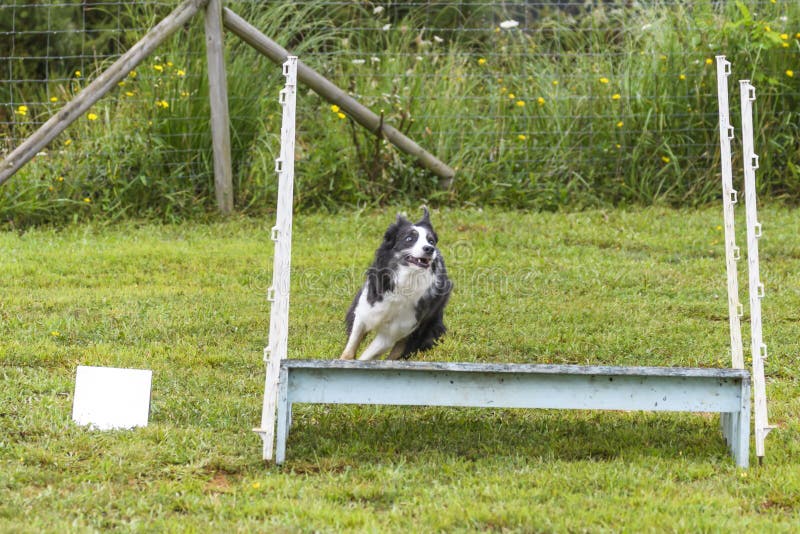 Dogs in an Agility Competition Stock Image Image of competition