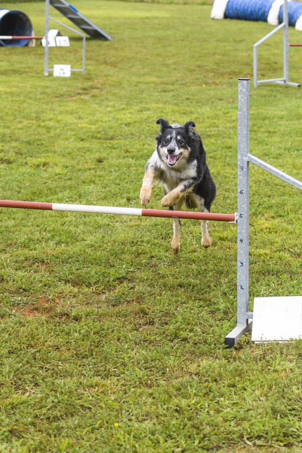 Dogs in an Agility Competition Stock Photo Image of sport, puppy