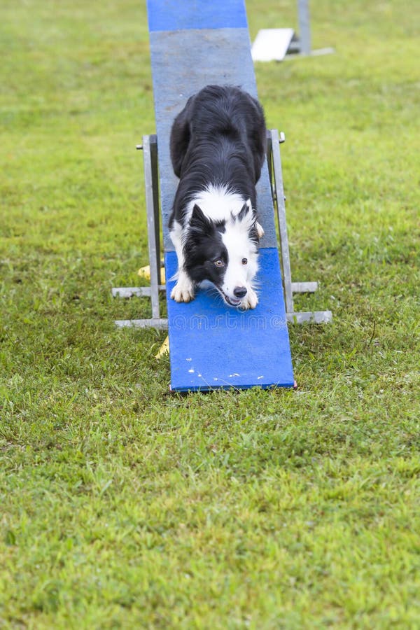 Dogs in an Agility Competition Editorial Image Image of agile