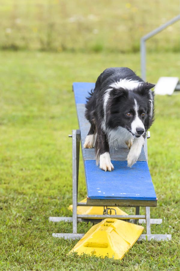 Dogs in an Agility Competition Editorial Stock Image Image of