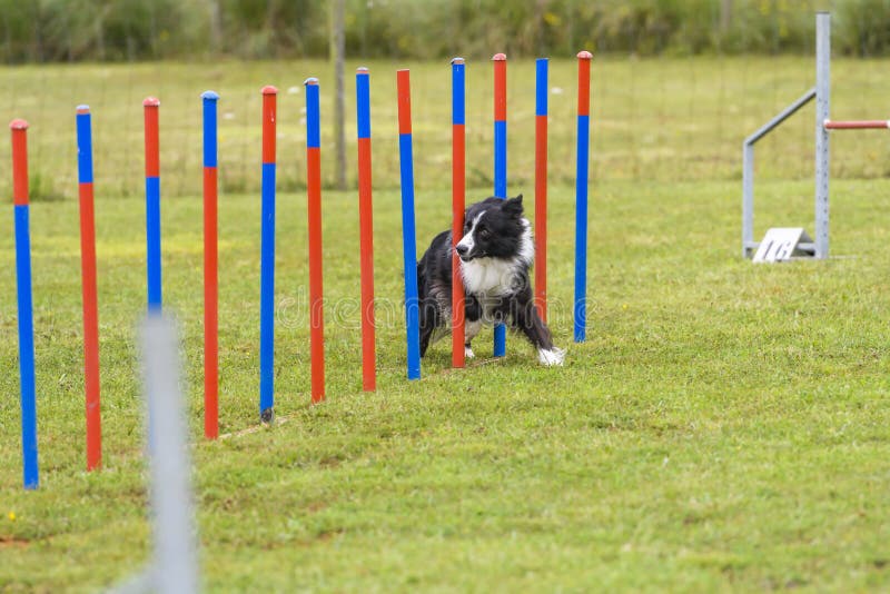 Dogs in an Agility Competition Editorial Stock Photo Image of agile