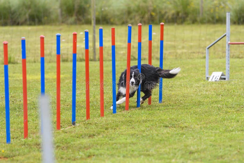 Dogs in an Agility Competition Stock Image Image of canine, agile