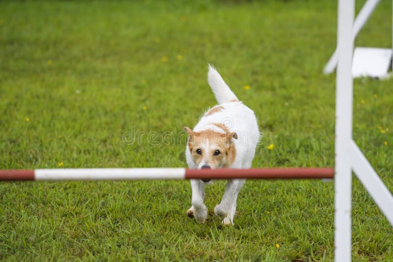 Dogs in an Agility Competition Editorial Stock Image Image of animal