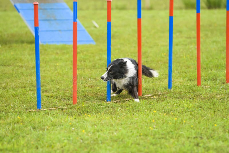 Dogs in an Agility Competition Editorial Stock Image Image of