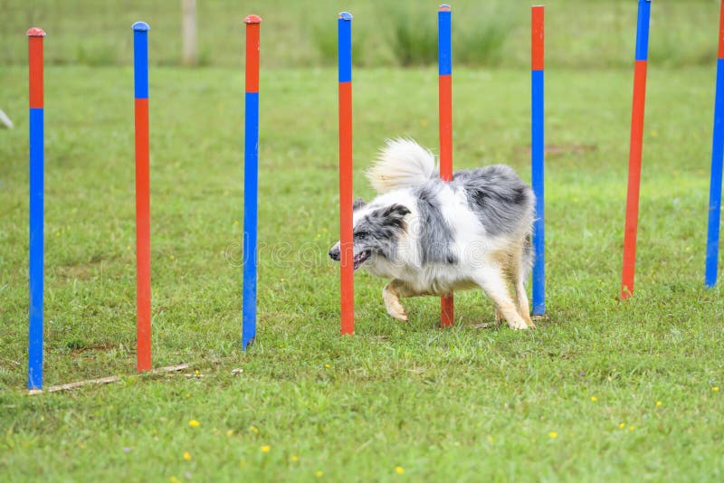 Dogs in an Agility Competition Stock Photo Image of competition