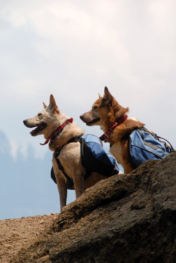Dogs with Backpacks