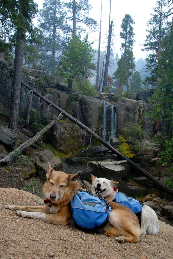Dogs with Backpacks