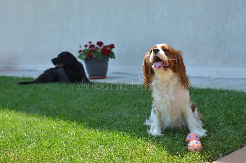 Dogs in Backyard. Lovely dog - Cavalier King Charles Spaniel - with its toy on a lawn and barking while another big black dog is lying - in a backyard royalty free stock images