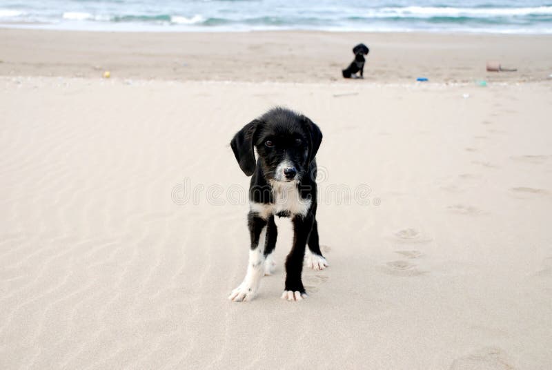 Dogs on the beach