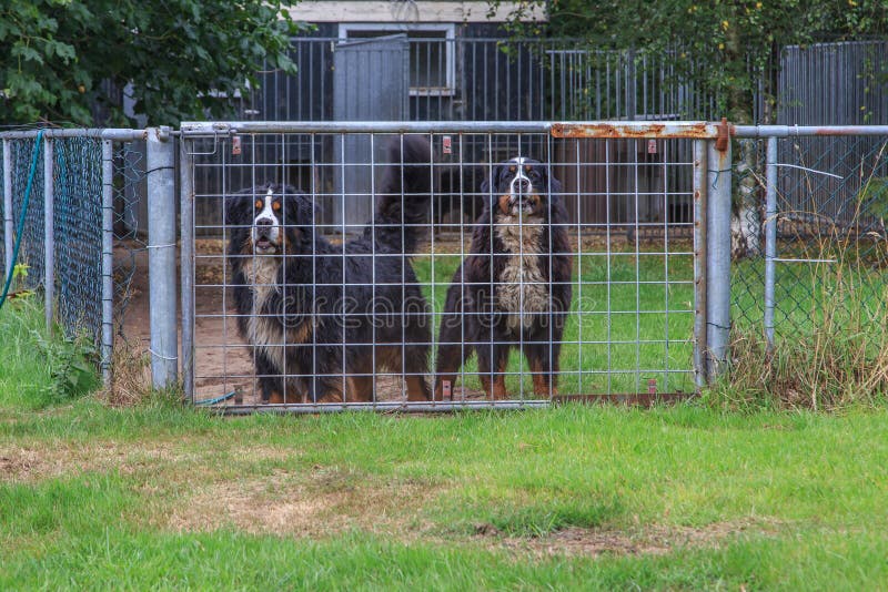 Dogs behind fence stock photos