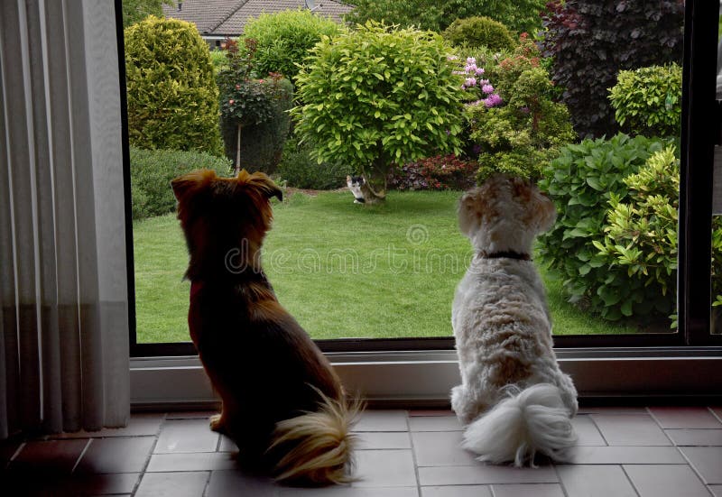 Due cani sedersi alla finestra del soggiorno e osservare un gatto in giardino.