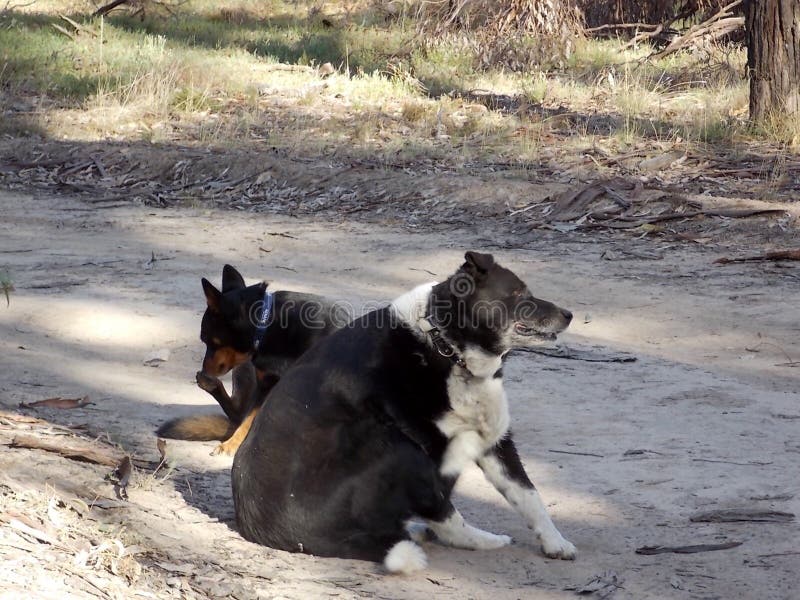 Dogs Are Best Friends royalty free stock photo Dogs Are Best Friends royalty free stock photo