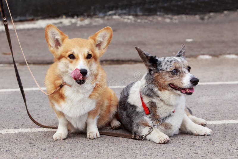 Dogs breed Welsh stock image. Image of cute, popular 87564695