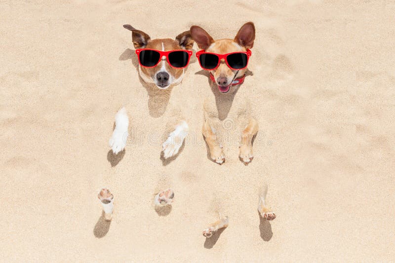 Dogs buried in sand