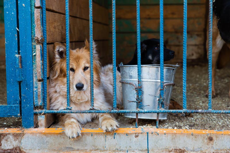 Cage for Dogs in Animal Shelter Stock Photo Image of fuzzy, eyes