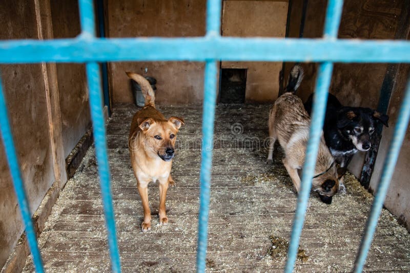 Cage with Dogs in Animal Shelter Stock Image Image of caught