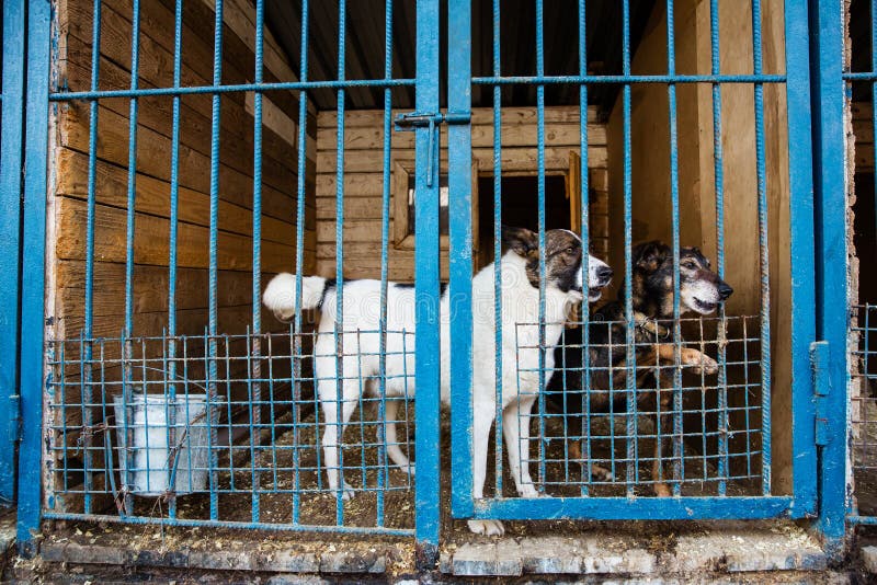 Cage for Dogs in Animal Shelter Stock Image - Image of kennel, locked ...