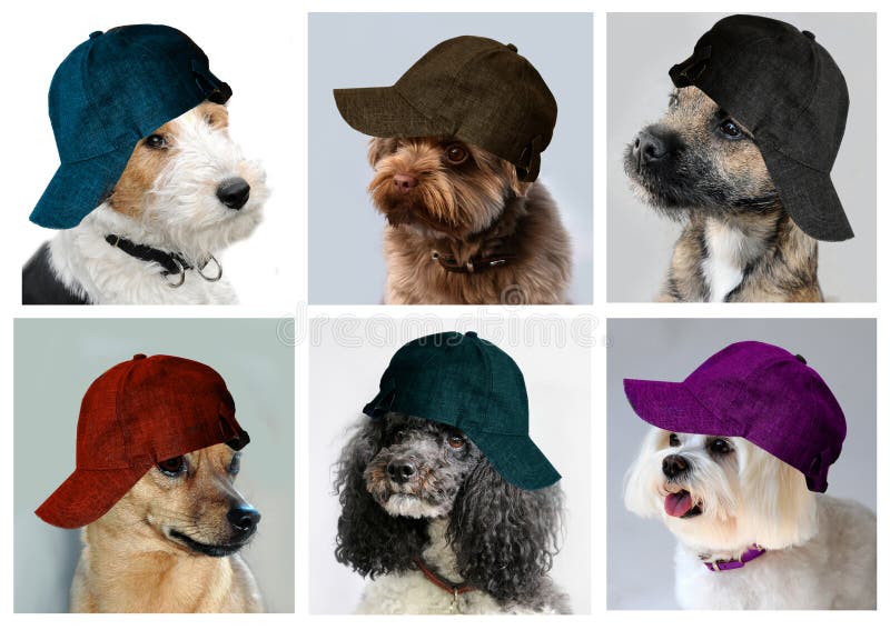 272,853 Dogs Stock Photos Free & RoyaltyFree Stock Photos from