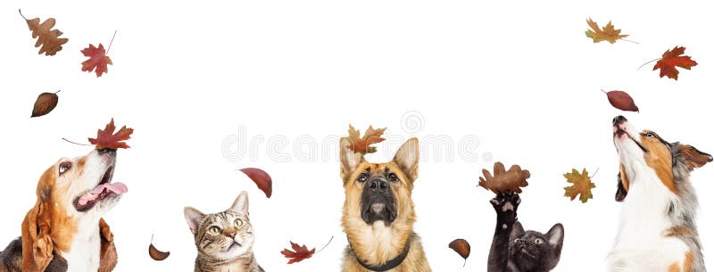 Row of cats and dogs looking up at falling autmn colorful leaves. Web banner or social media cover with copyspace. Row of cats and dogs looking up at falling autmn colorful leaves. Web banner or social media cover with copyspace