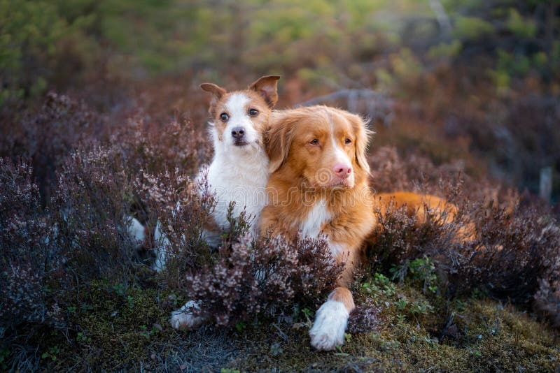 Dogs in the colors of heather. jack russell terrier in the forest