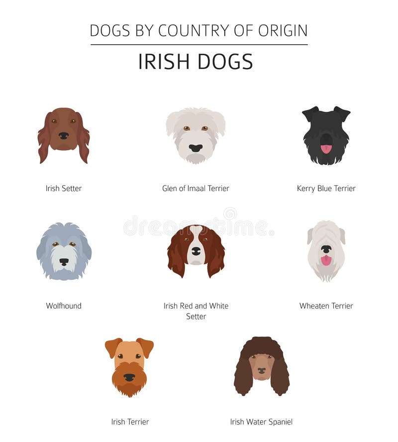 Dogs by country of origin. Irish dog breeds. Infographic template