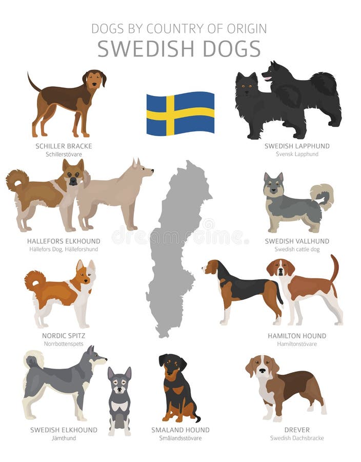 Dogs by Country of Origin. Sweden Dog Breeds Stock Vector ...