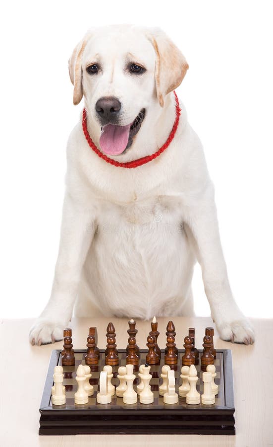 Dogs playing chess stock photo. Image of chess, breed 33260448