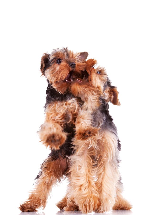 dogs den leka valpterrieren två yorkshire fotografering för bildbyråer dogs den leka valpterrieren två yorkshire fotografering för bildbyråer