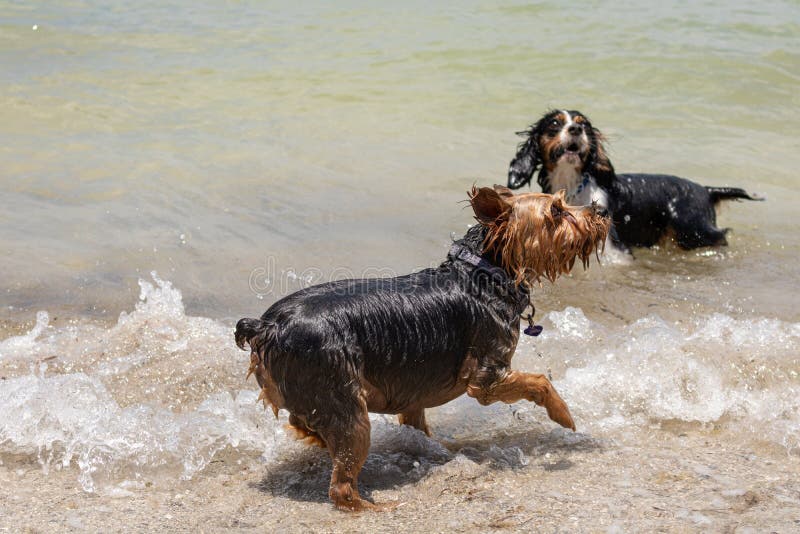 Dogs at the Dog Park, Oceanside Editorial Photo Image of ocean