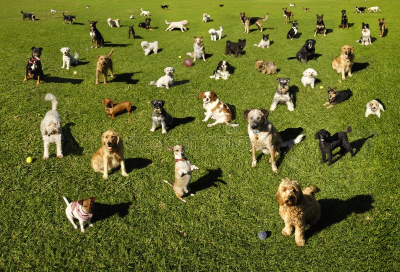Dogs Dog Park Training