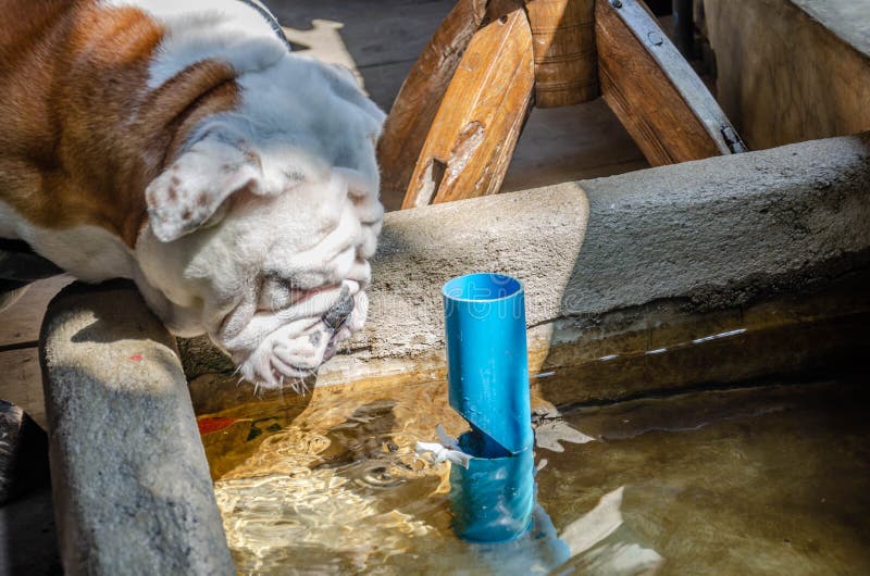 152 Drinking Ponds Stock Photos Free & RoyaltyFree Stock Photos from