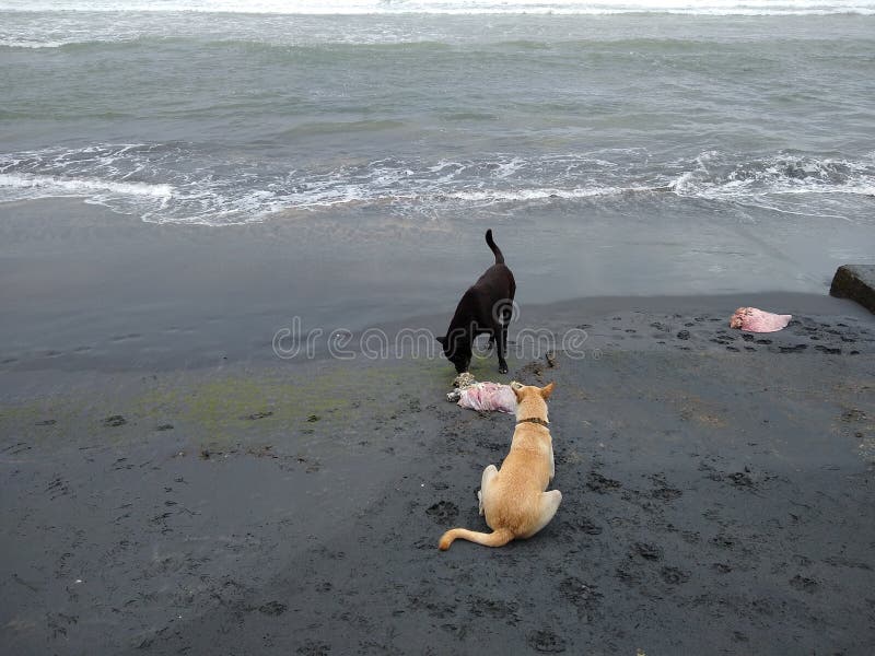 What Happens When Dogs Eat Dead Animals what-happens-when-dogs-eat-dead-animals