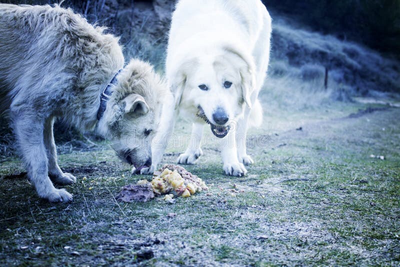 Dogs eating together stock image. Image of mammal, lawn 84738127
