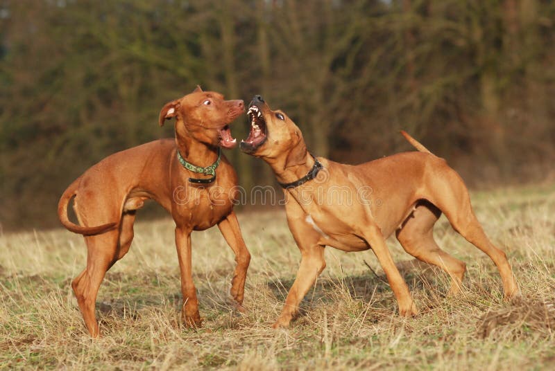 Dogs fighting