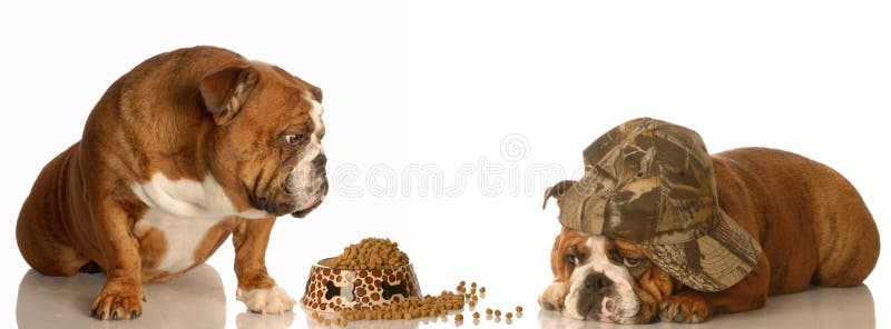 Dogs Fighting Over Food Stock Image Image Of Breakfast 8001713