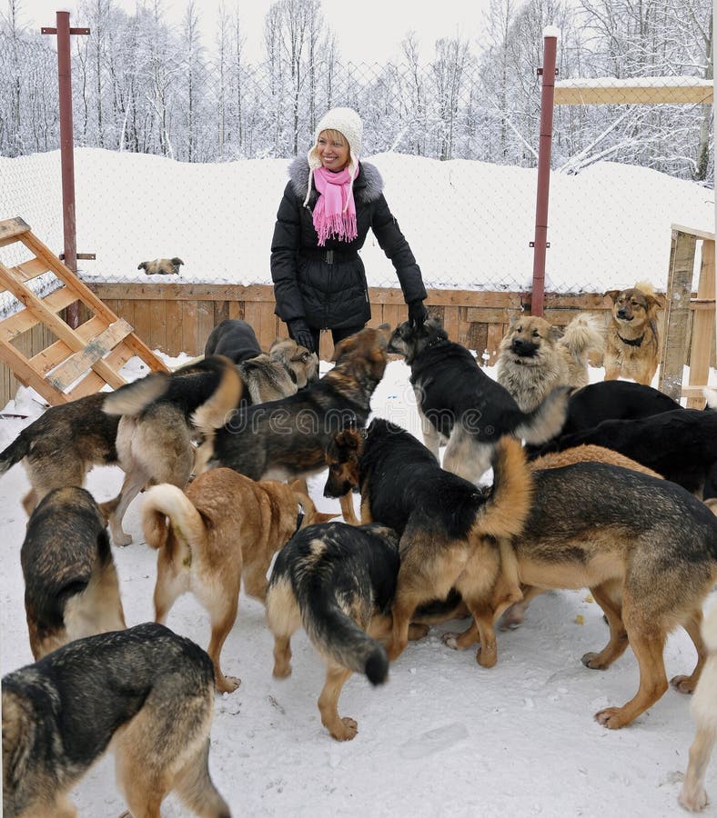 dogs flickan royaltyfri foto dogs flickan royaltyfri foto