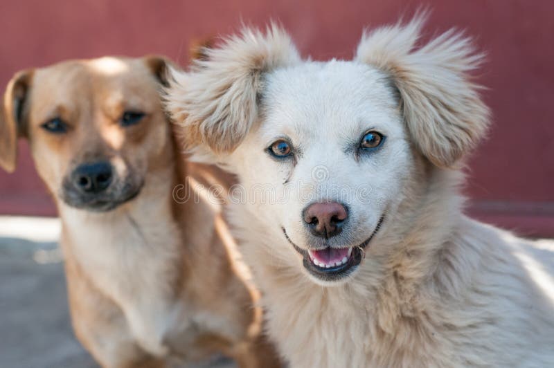 Dogs friends stock image. Image of confused, bright, floor 52740737