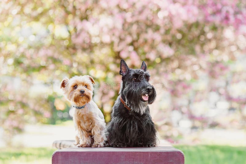 dogs friends west scottish and yorkshire terrier playing in the park