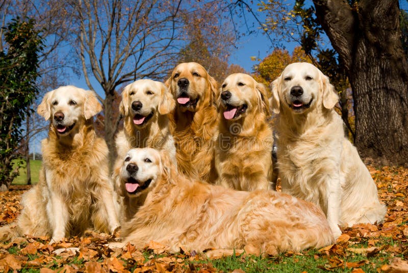 Dogs GR Golden Retrievers stock photo. Image of animal 7535250
