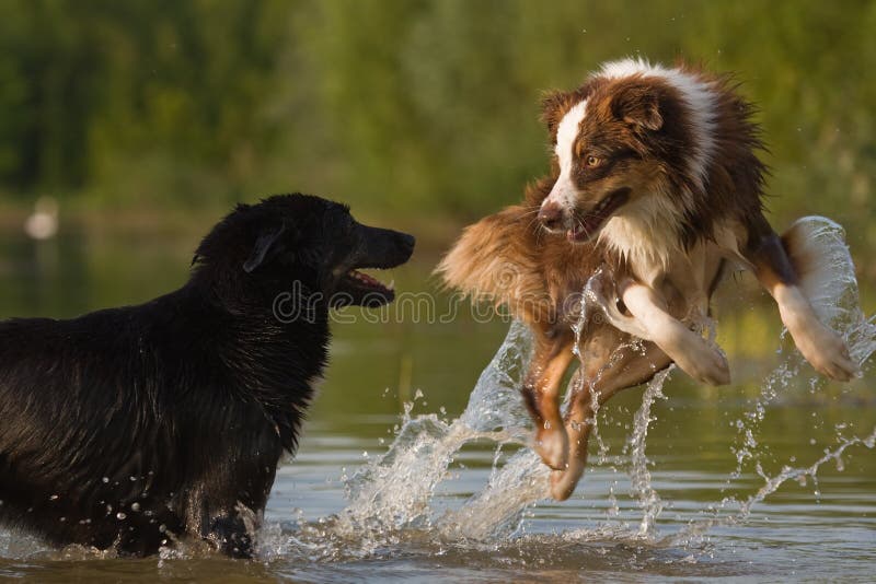 Dogs are jumping in water